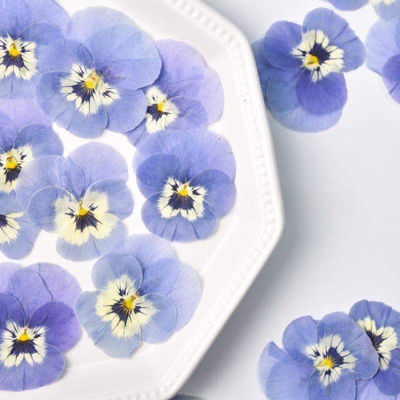 Art Craft 2 Year Olds - 24pcs,Real Light Blue Pansy Pressed Dried