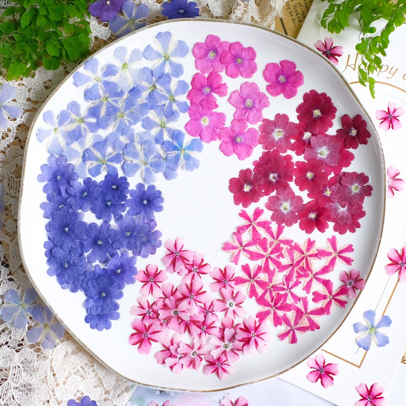 50pcs/1.5-2cm,Pressed Dried Ve - đánh giá và giá Art Craft 2 Year Olds