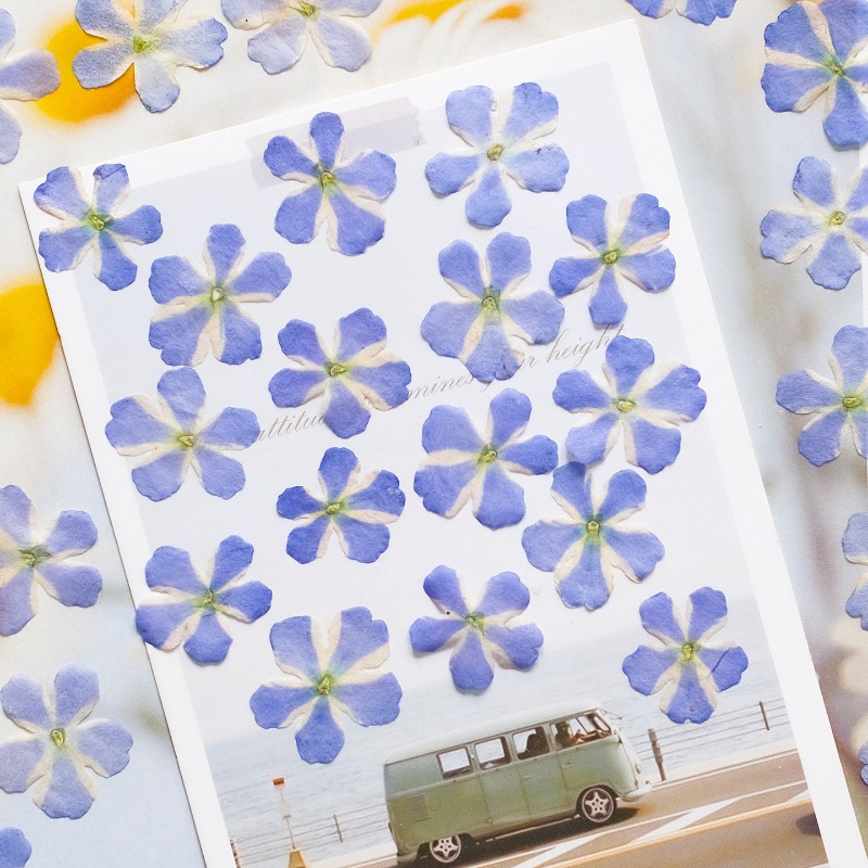 50pcs/1.5-2cm,Pressed Dried Ve - đánh giá và giá Art Craft 2 Year Olds