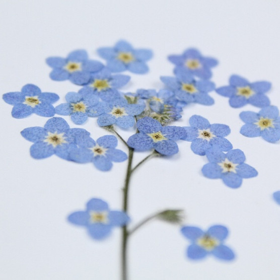 100 Cái/0.5-1Cm, Ép Mini Quên- - đánh giá và giá Art Craft 2 Year Olds