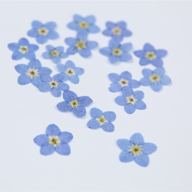 100 Cái/0.5-1Cm, Ép Mini Quên- - đánh giá và giá Art Craft 2 Year Olds