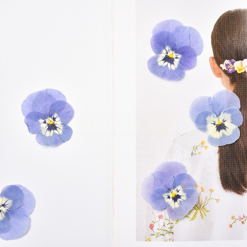 24pcs,Real Light Blue Pansy Pr - đánh giá và giá Art Craft 2 Year Olds