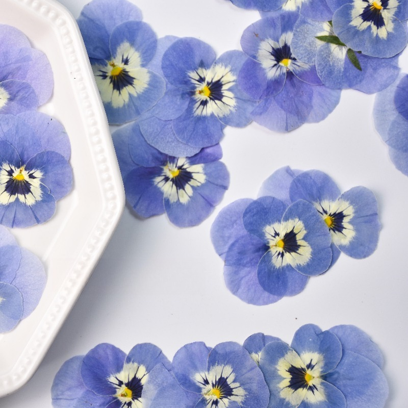 24pcs,Real Light Blue Pansy Pr - đánh giá và giá Art Craft 2 Year Olds